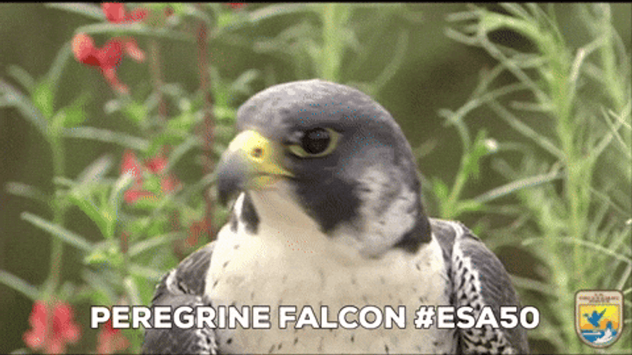 Peregrine Falcon Bird GIF