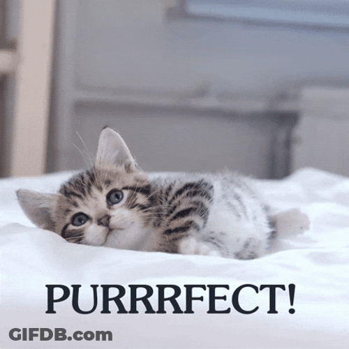 Perfect Kitty Perfecto GIF