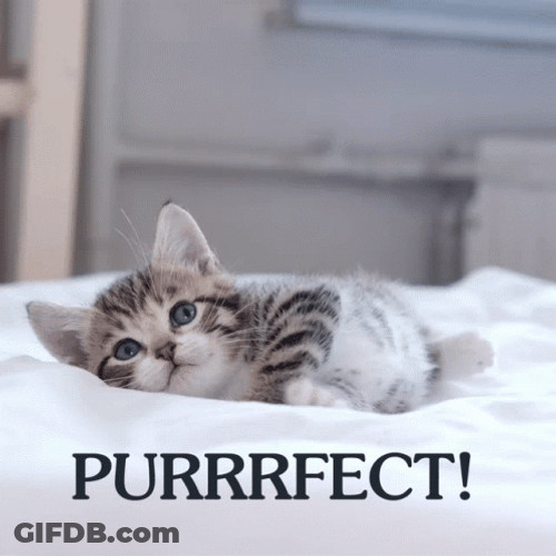 Perfect Purr Cute Kitty GIF
