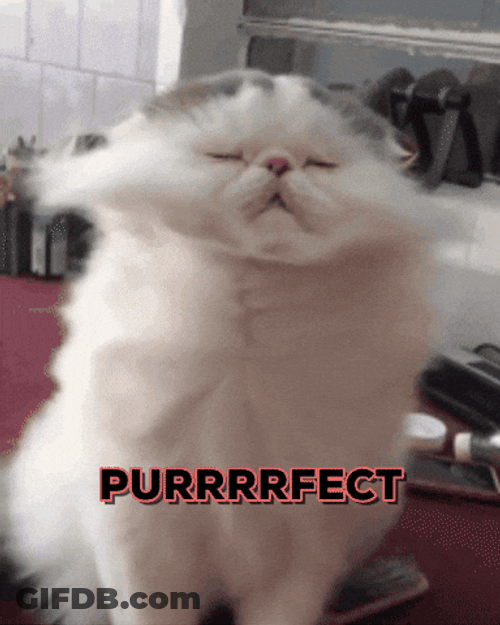 Perfecto Hair Blow Cat GIF