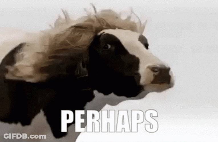 Perhaps Beautiful Cow GIF