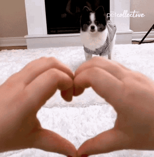 Perrete GIF