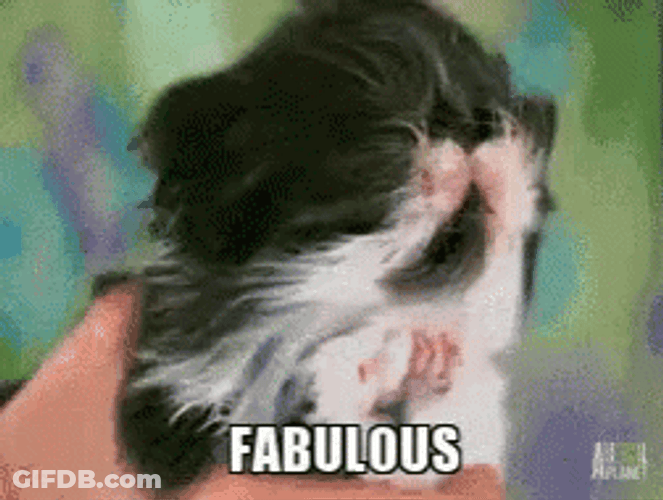 Persian Cat Fabulous GIF