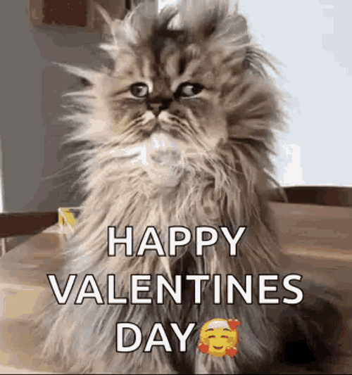 Persian Cat Happy Valentines Day GIF