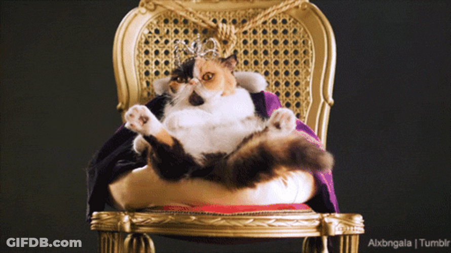Persian Cat King GIF