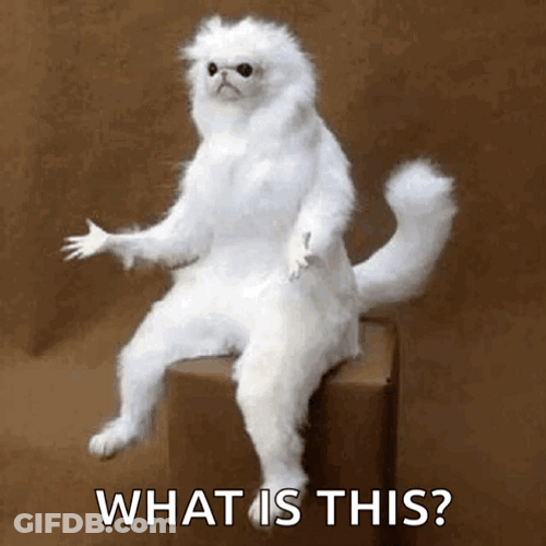 Persian Cat Stressed Out Whats Going On GIF