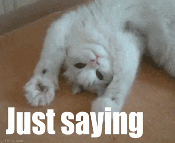 Persian Cat Upside-Down Just Saying Hello Meme GIF
