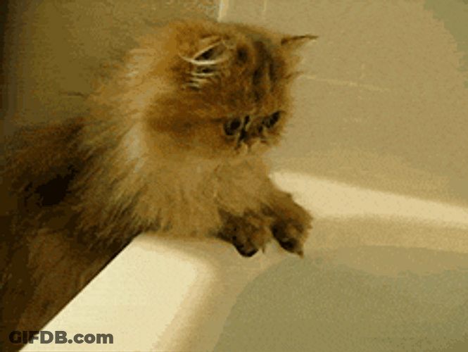 Persian Cat Wet Paws GIF