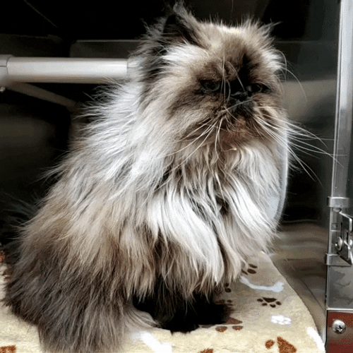 Persian Grumpy Cat Sitting GIF