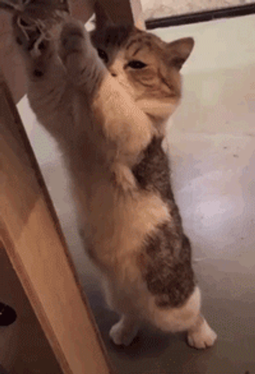 Persistent Cute Kitten GIF