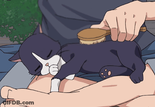 Person Brushing Black And White Cat GIF