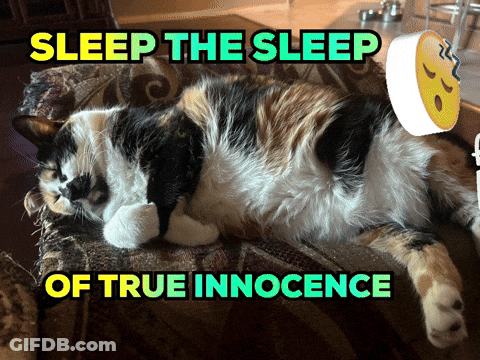 Person Brushing Black And White Cat GIF
