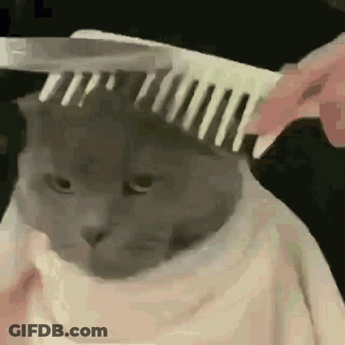 Person Brushing Cat With Comb In Towel GIF
