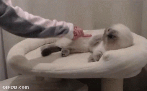 Person Brushing Cat With Pink Glove On Cat Tree GIF