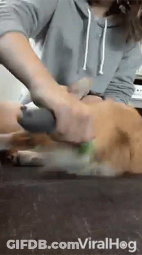 Person Brushing Dog With Brush On Table GIF