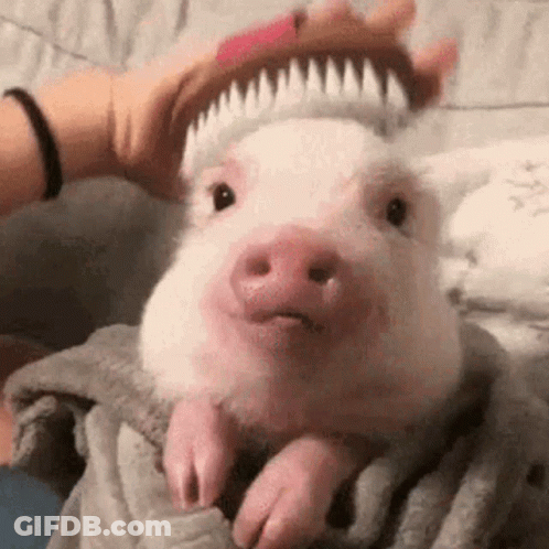 Person Brushing Pig's Hair On Bed GIF
