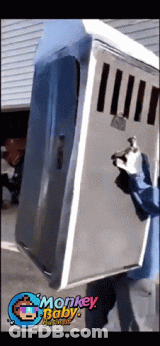 Person Carrying Large Box With Monkey Baby Business GIF