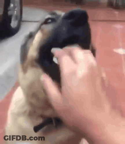Person Cleaning Dog's Nose GIF