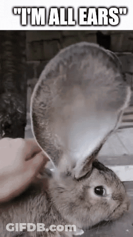 Person Cleaning Rabbit Ears With Spoon Rabbit Looking GIF