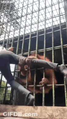 Person Climbing Cage Behind Tiger GIF