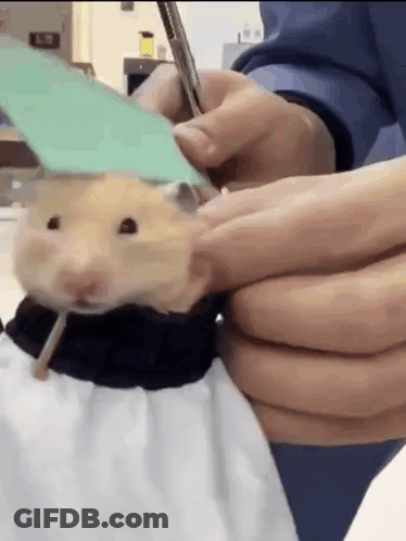 Person Cutting Hamster's Hair With Scissors And Pen GIF