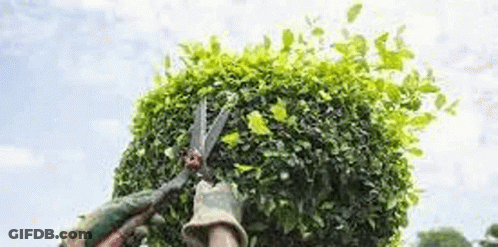 Person Cutting Hedge With Scissors GIF