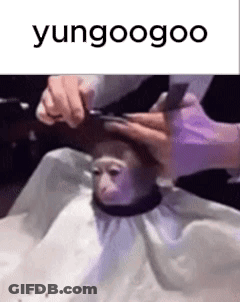 Person Cutting Monkey's Hair Yungoogoo GIF