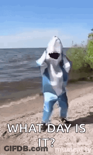 Person Dressed As Shark Standing On Beach GIF