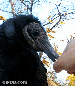 Person Feeding Bird With Long Beak GIF
