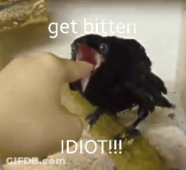 Person Feeding Black Bird Saying Get Bitten Idiot GIF