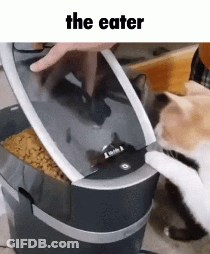 Person Feeding Cat From Food Dispenser The Eater GIF