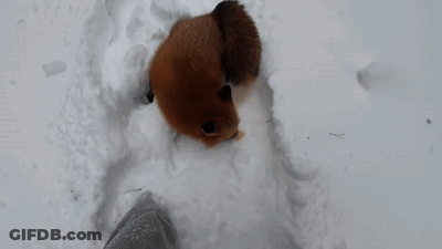 Person Feeding Fox In Snow GIF