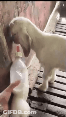 Person Feeding Goat Milk From Plastic Bottle GIF