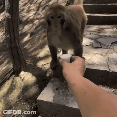 Person Feeding Monkey GIF