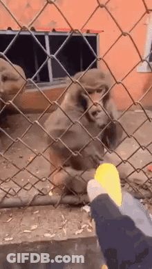 Person Feeding Monkey Through Fence With Yellow Object GIF