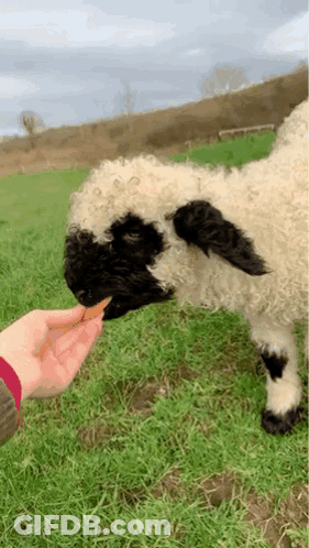 Person Feeding Sheep Carrot In Grass GIF