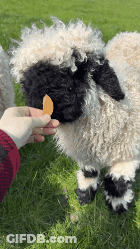 Person Feeding Sheep Cheese GIF