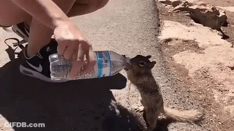Person Feeding Squirrel Water From Bottle GIF