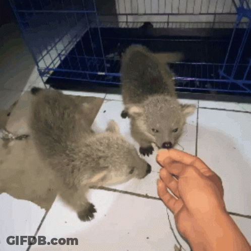 Person Feeding Two Baby Raccoons GIF