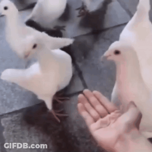 Person Feeding White Pigeons GIF