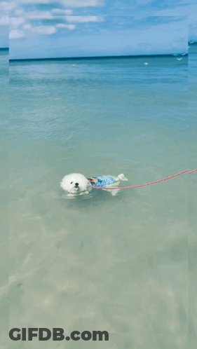 Person Floating On Raft In Ocean GIF