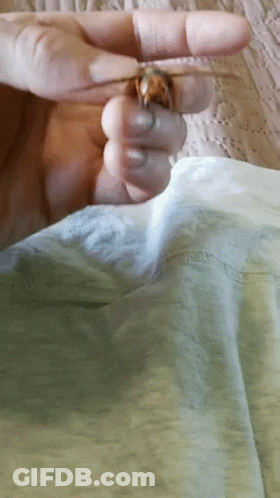 Person Holding A Ring GIF