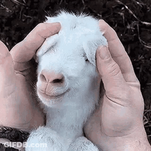 Person Holding And Petting Baby Goat GIF