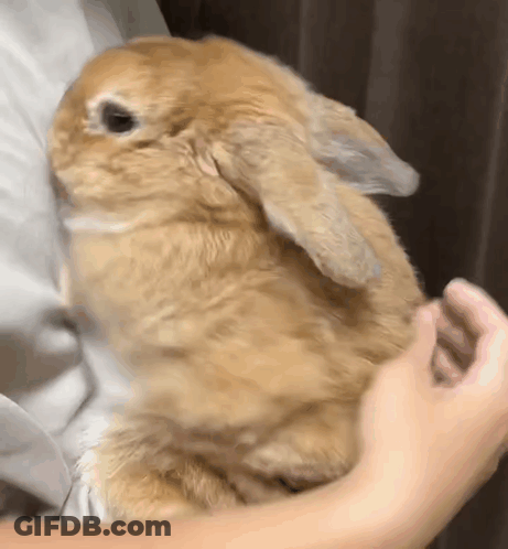 Person Holding And Petting Brown Rabbit GIF