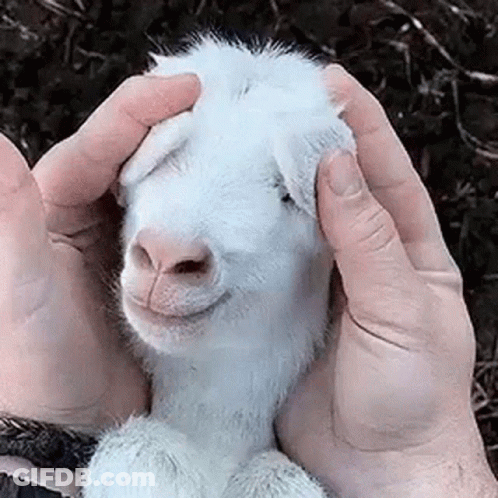 Person Holding And Petting Small White Goat GIF