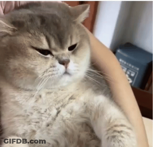 Person Holding Angry Cat Looking At Camera GIF