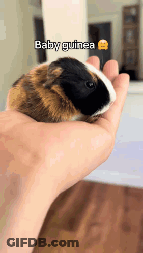 Person Holding Baby Guinea Saying Baby Guinea GIF