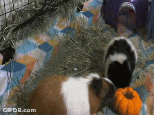 Person Holding Baby Guinea With Caption Baby Guinea GIF