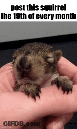 Person Holding Baby Squirrel With Post This Squirrel GIF