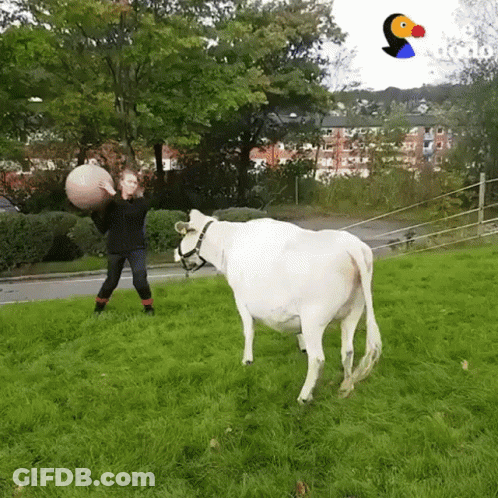 Person Holding Ball Next To Cow GIF